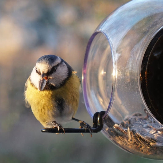 Born in Sweden Window Bird Feeder Ball, length 18 cm, Ø 10 cm, clear, black