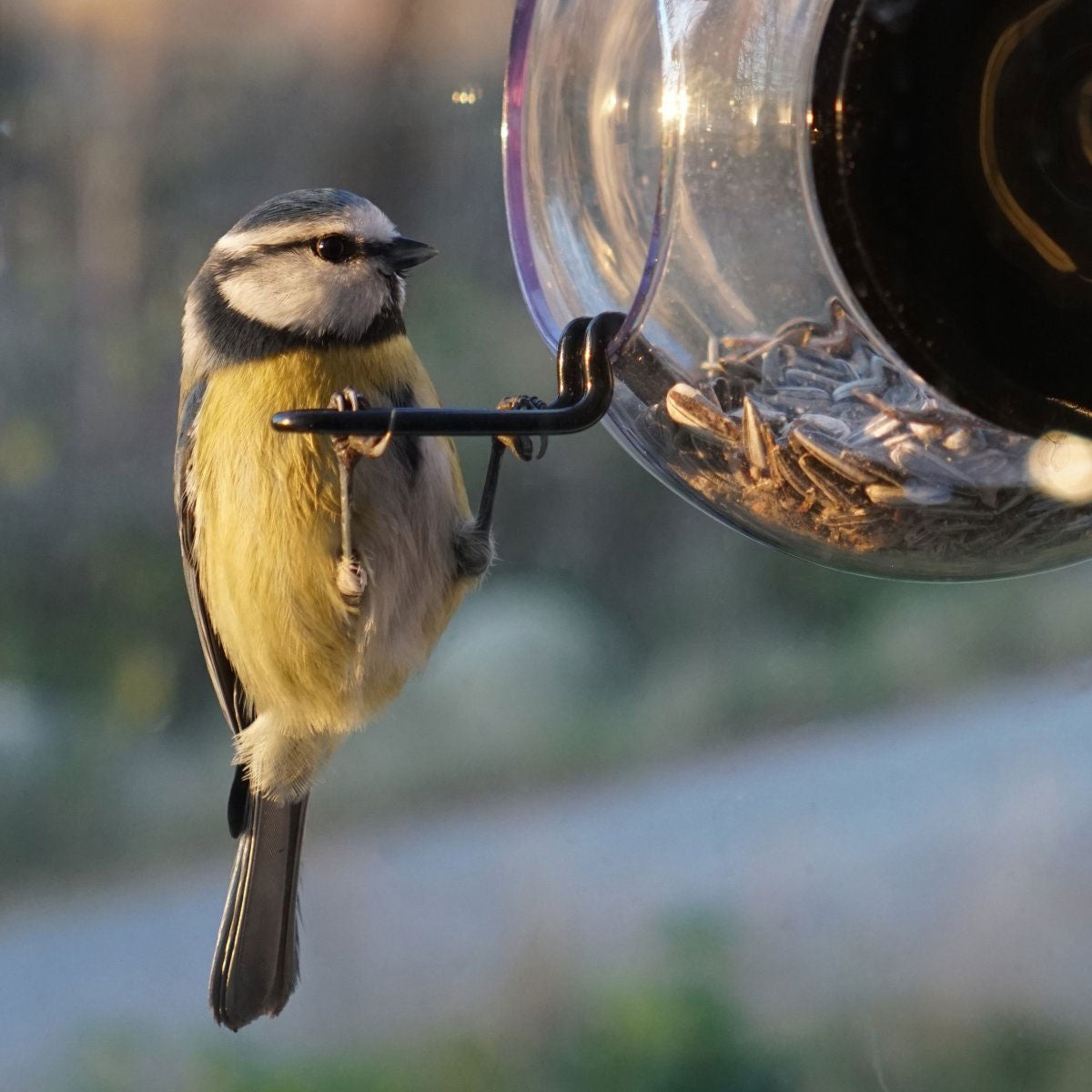 Born in Sweden Window Bird Feeder Ball, length 18 cm, Ø 10 cm, clear, black